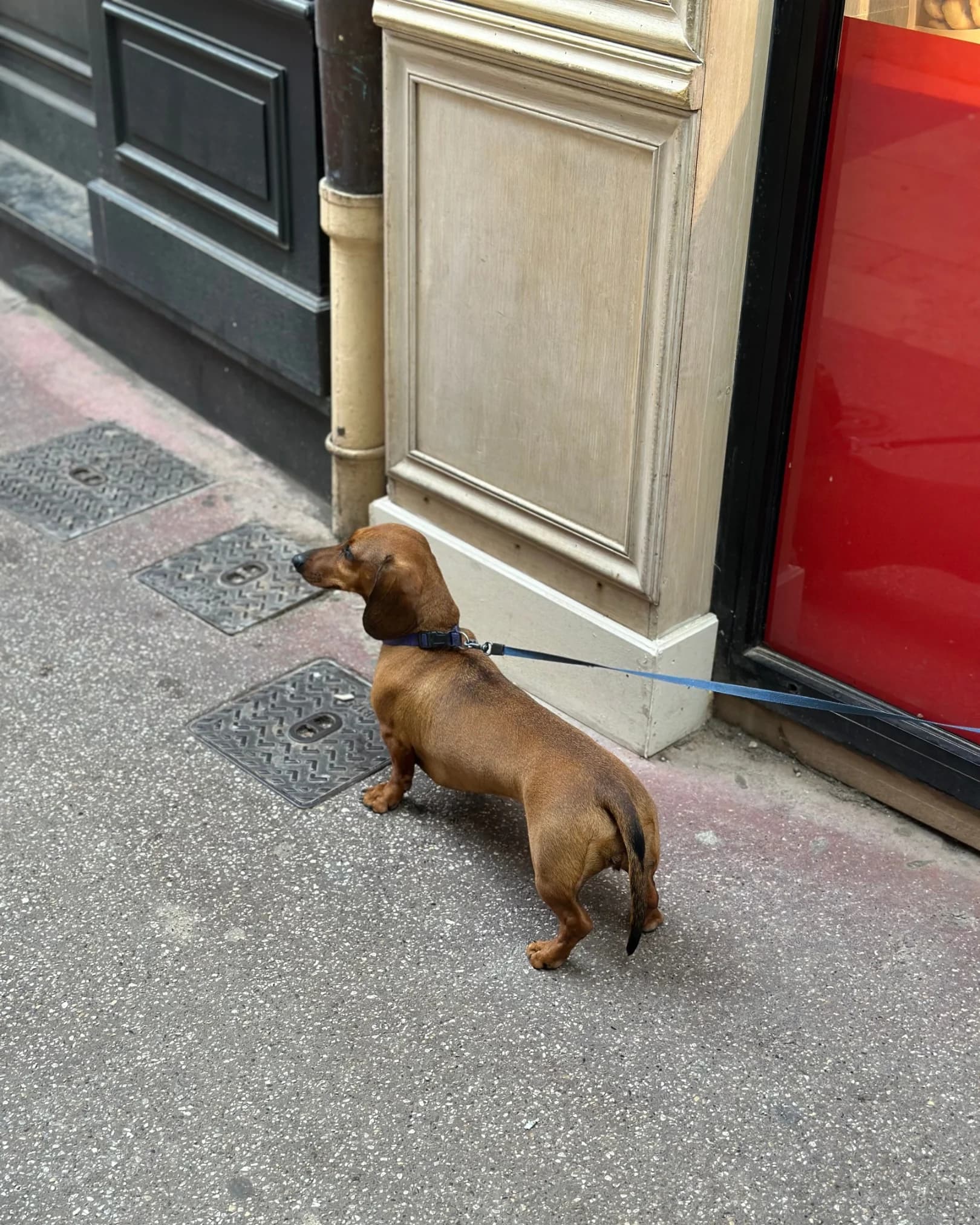 Small dog walking along a city pavement